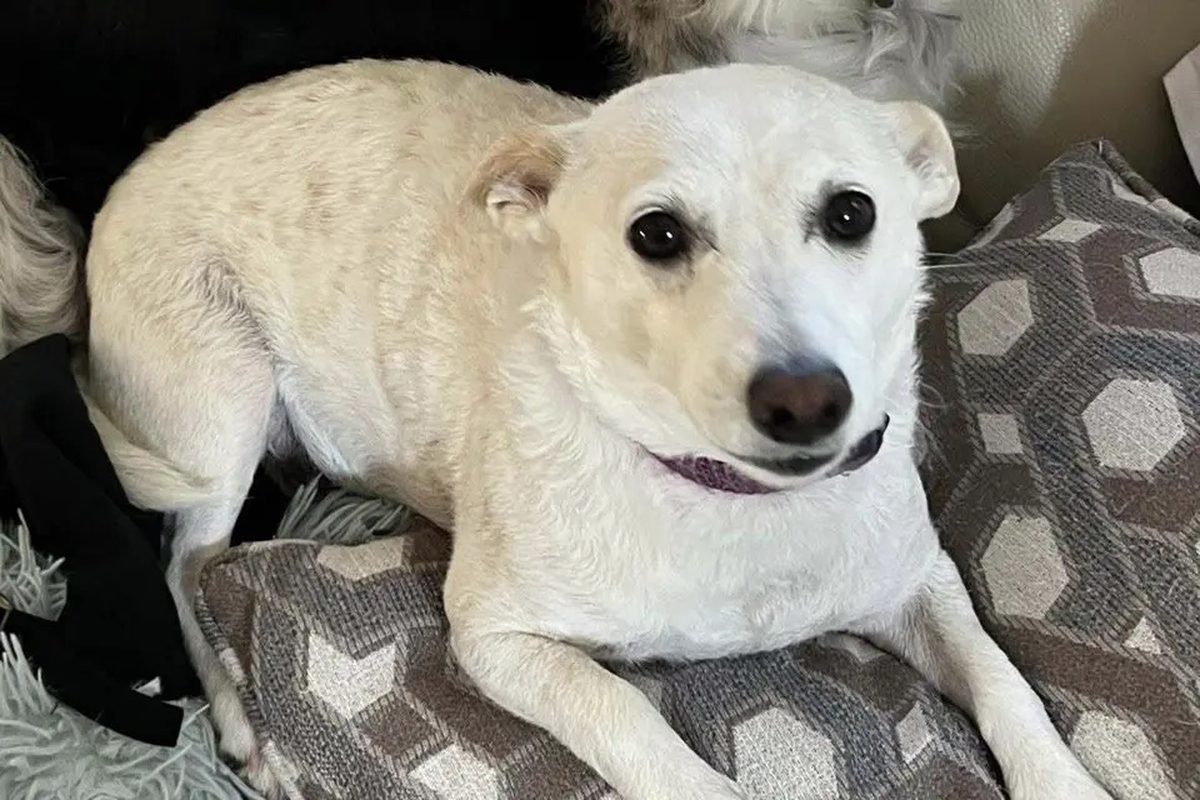 10-Year-Old Dog Survives 30+ Days in Yellowstone Wilderness