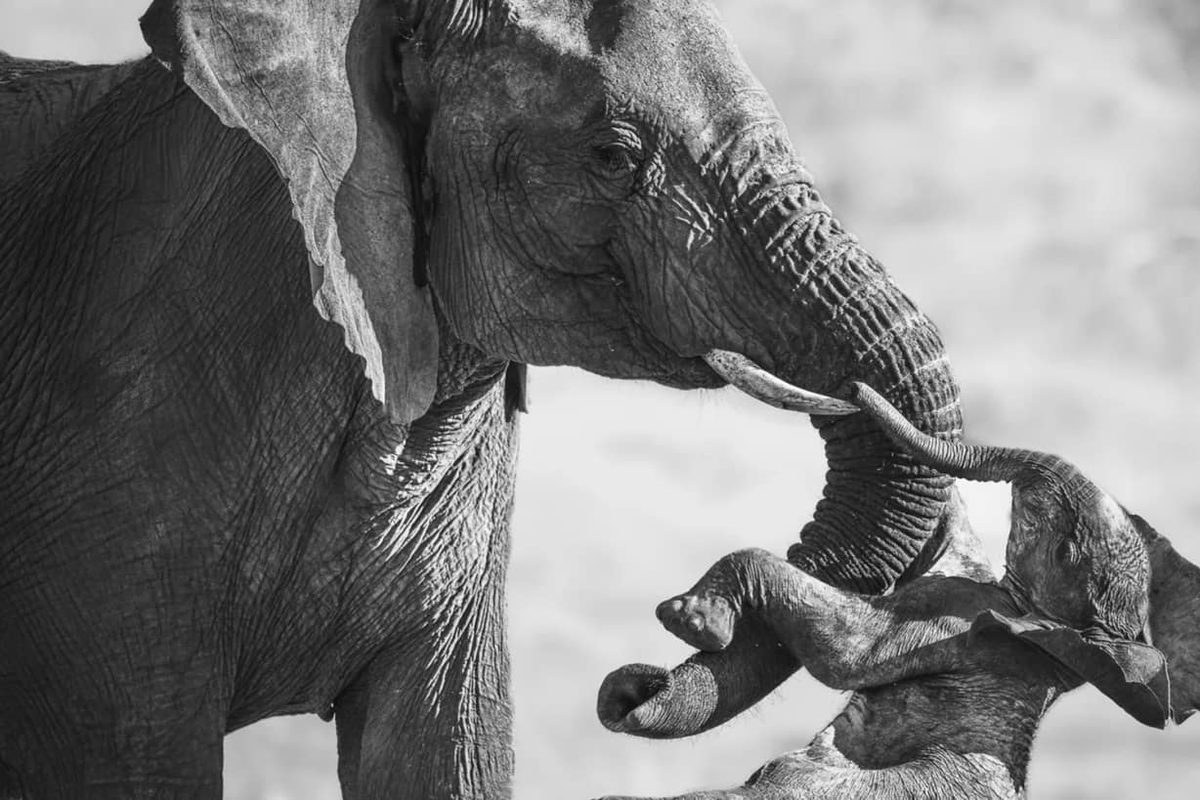 Fotografo italiano vince premio con foto di elefante in lutto