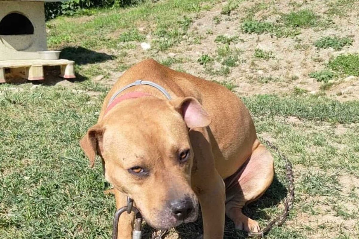 Pitbull dopati: 24 cani sequestrati in Italia